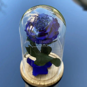 Trandafir Criogenat albastru_2 Ø9,5cm in cupola 12x25cm - Trandafir-Criogenat.ro