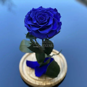 Trandafir Criogenat albastru_2 Ø9,5cm in cupola 12x25cm - Trandafir-Criogenat.ro