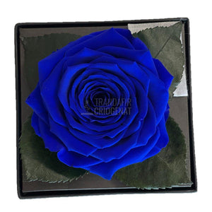 Trandafir Criogenat albastru Ø7-8cm in cutie cadou 10x10x11cm - Trandafir-Criogenat.ro