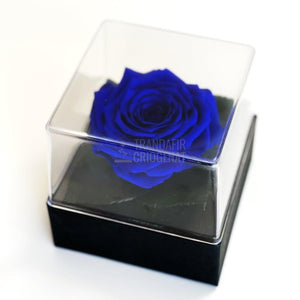 Trandafir Criogenat albastru Ø7-8cm in cutie cadou 10x10x11cm - Trandafir-Criogenat.ro