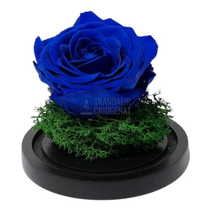 Trandafir Criogenat albastru Ø8cm in cupola de sticla 10x15cm - Trandafir-Criogenat.ro