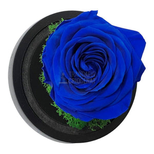 Trandafir Criogenat albastru Ø8cm in cupola de sticla 10x15cm - Trandafir-Criogenat.ro