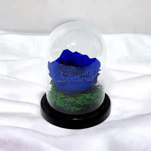 Trandafir Criogenat albastru Ø8cm in cupola de sticla 10x15cm - Trandafir-Criogenat.ro