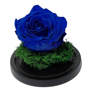 Trandafir Criogenat albastru Ø8cm in cupola de sticla 10x15cm - Trandafir-Criogenat.ro
