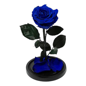 Trandafir Criogenat albastru Ø8cm in cupola de sticla 12x25cm - Trandafir-Criogenat.ro