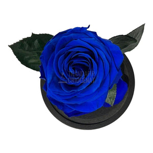 Trandafir Criogenat albastru Ø8cm in cupola de sticla 12x25cm - Trandafir-Criogenat.ro