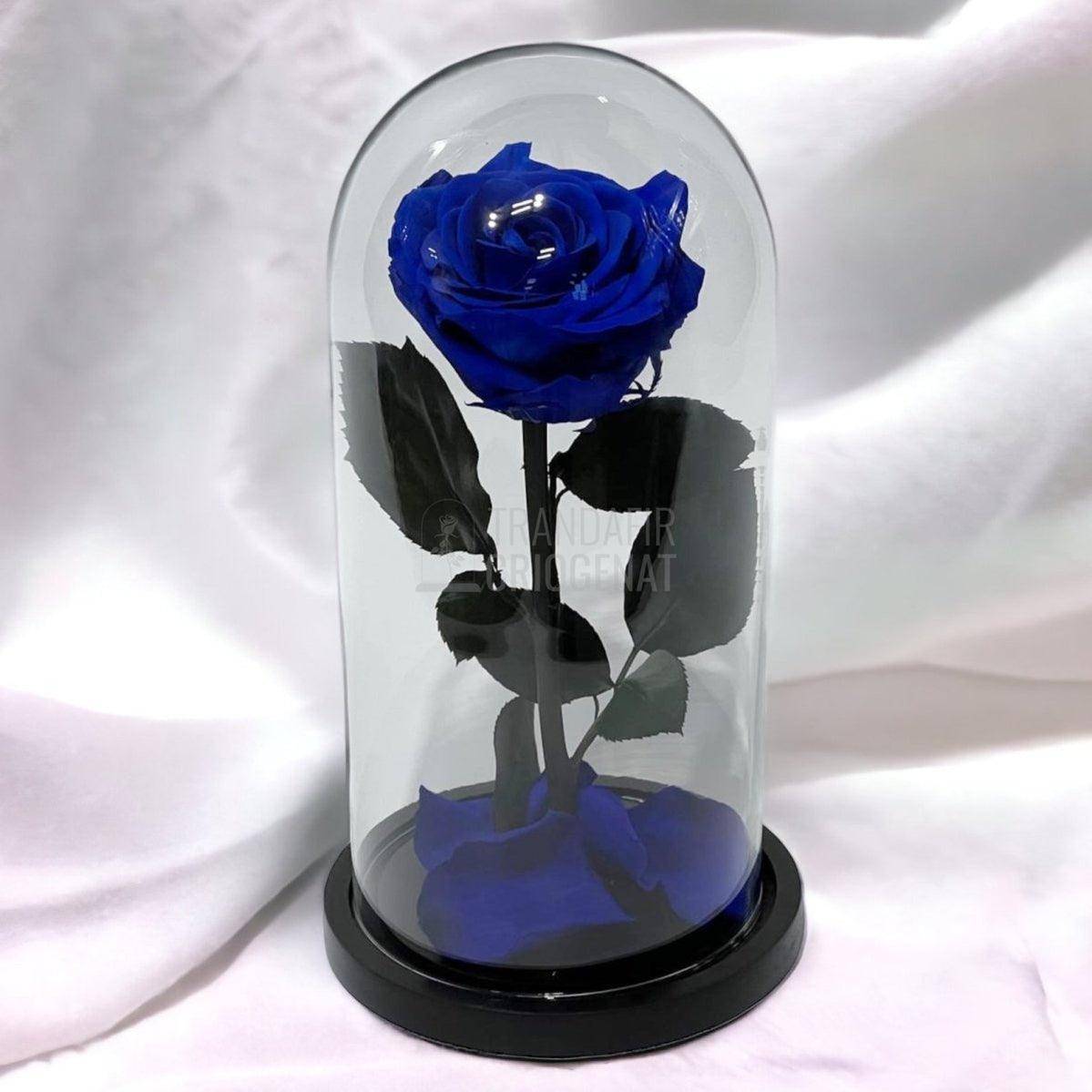Trandafir Criogenat albastru Ø8cm in cupola de sticla 12x25cm - Trandafir-Criogenat.ro