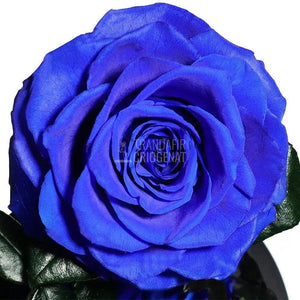 Trandafir Criogenat albastru Ø8cm in cupola de sticla, cu mesaj - Trandafir-Criogenat.ro