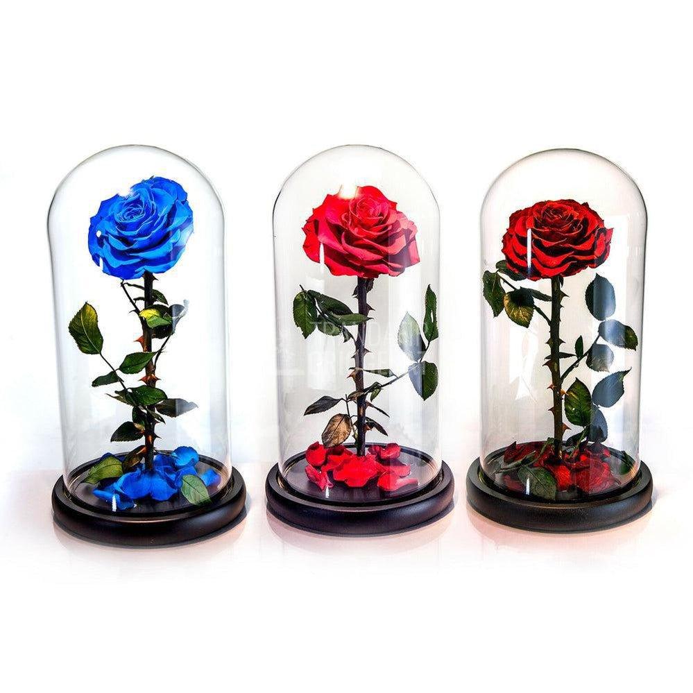 Trandafir Criogenat albastru Ø8cm in cupola sticla 12x25cm - Trandafir-Criogenat.ro