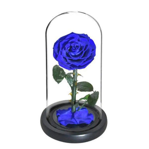 Trandafir Criogenat bella albastru Ø8cm in cupola 10x20cm - Trandafir-Criogenat.ro