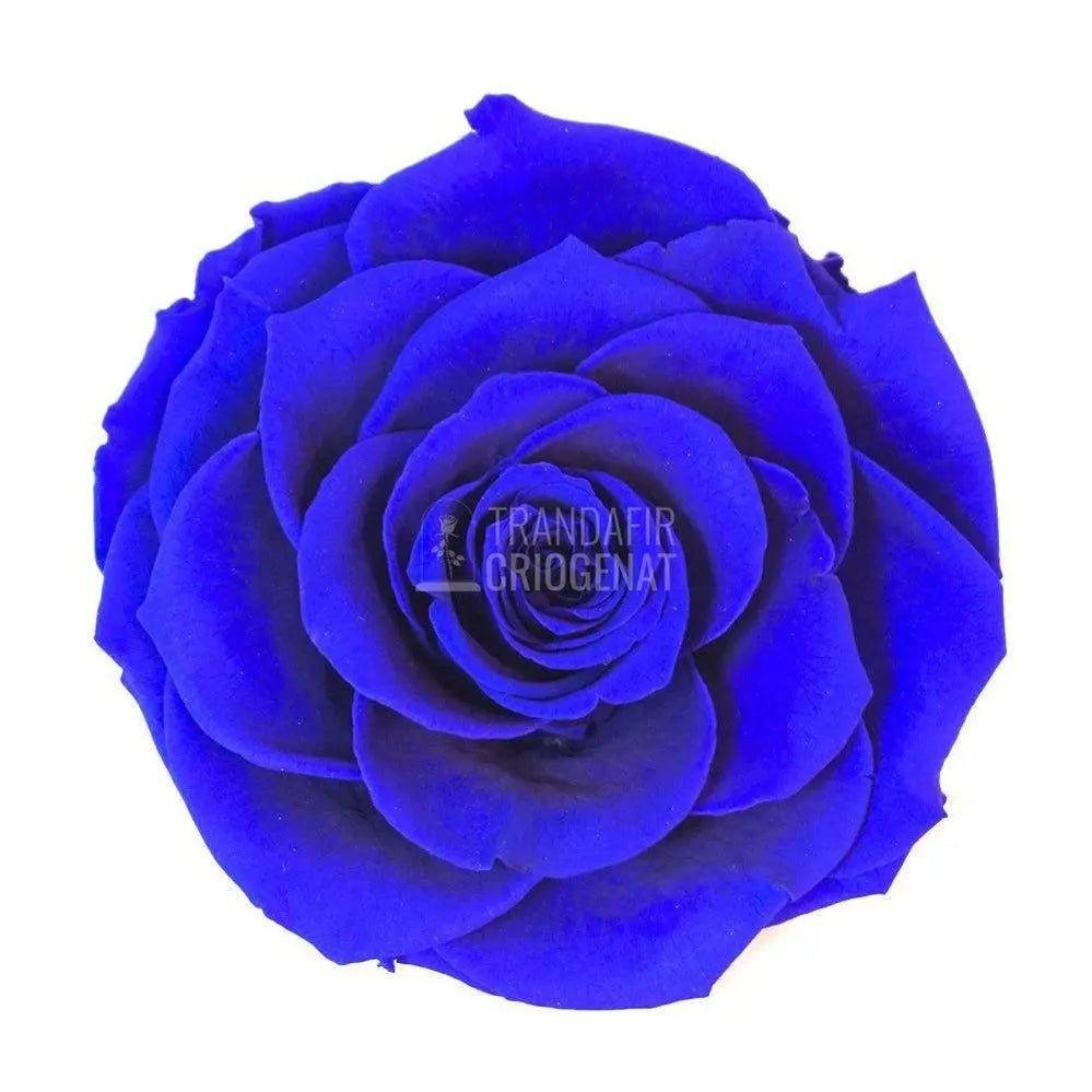 Trandafir Criogenat bella albastru Ø8cm in cupola 10x20cm - Trandafir-Criogenat.ro