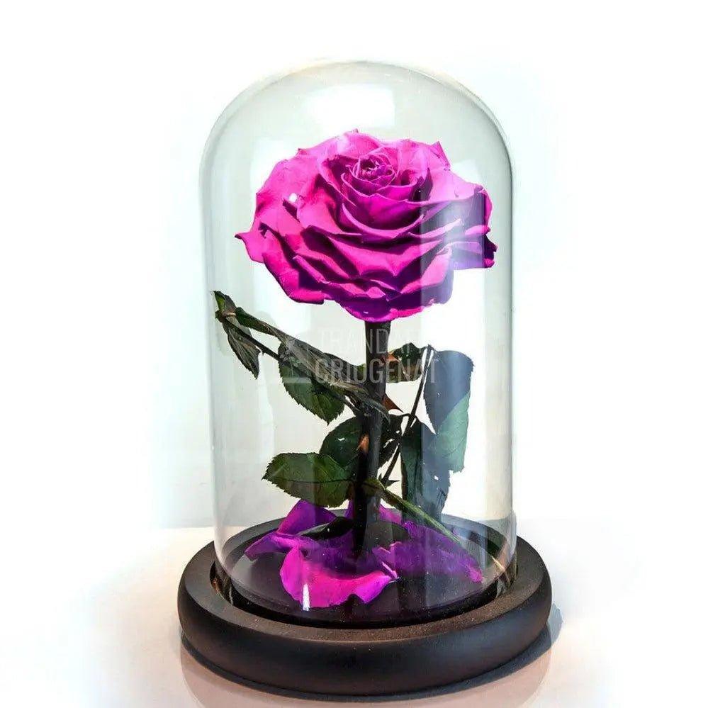 Trandafir Criogenat bella ciclam Ø8cm in cupola 10x20cm - Trandafir-Criogenat.ro