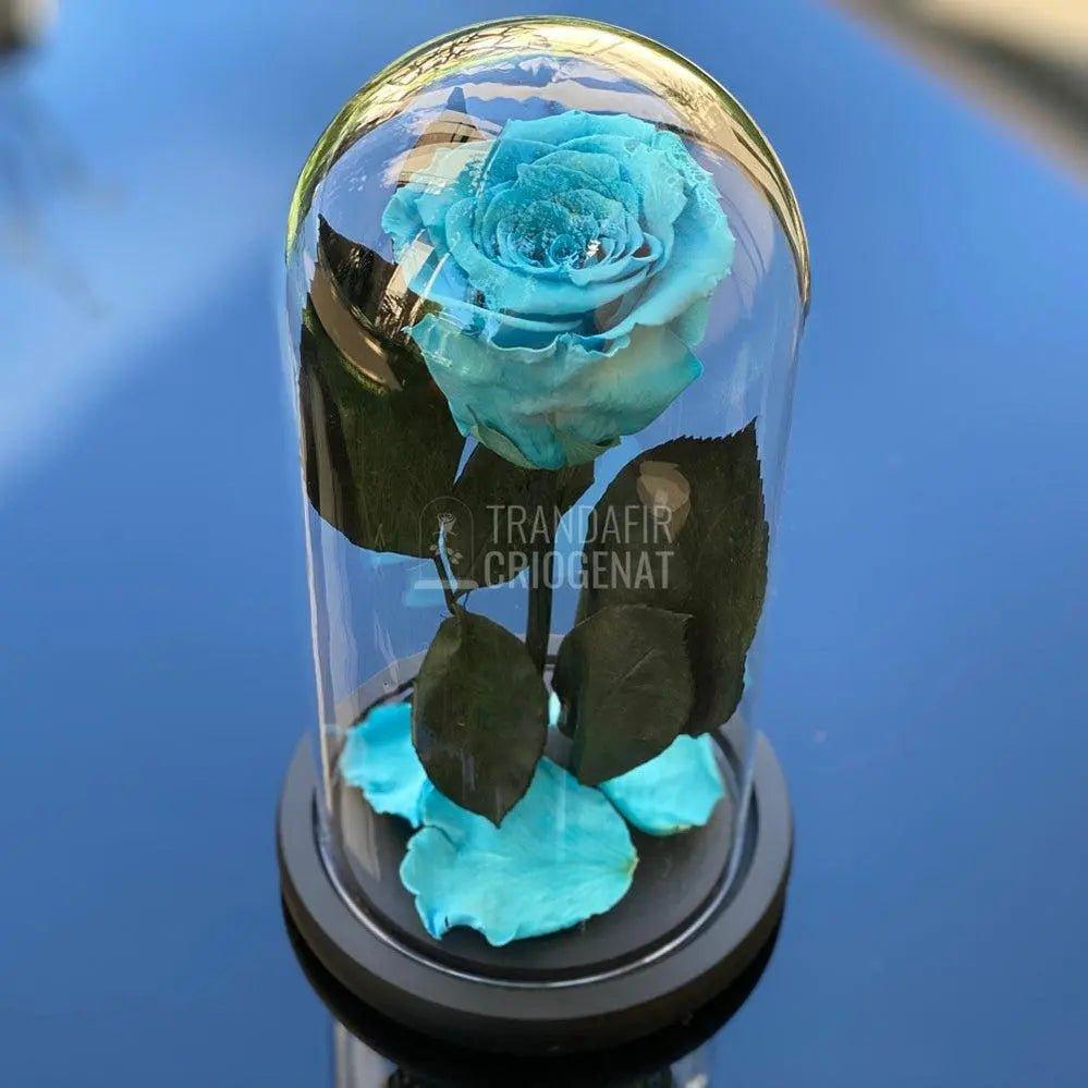 Trandafir Criogenat bleu Ø6,5cm in cupola sticla 12x25cm - Trandafir-Criogenat.ro