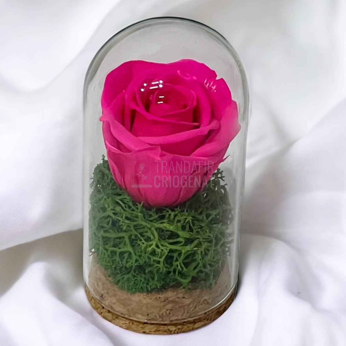 Trandafir Criogenat ciclam in cupola de sticla 5x9,5cm (marturie) - Trandafir-Criogenat.ro