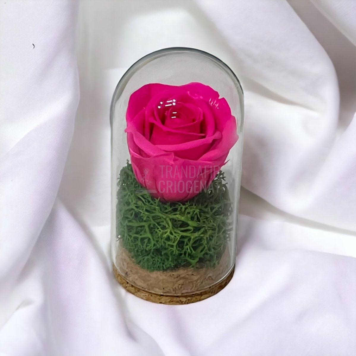 Trandafir Criogenat ciclam in cupola de sticla 5x9,5cm (marturie) - Trandafir-Criogenat.ro