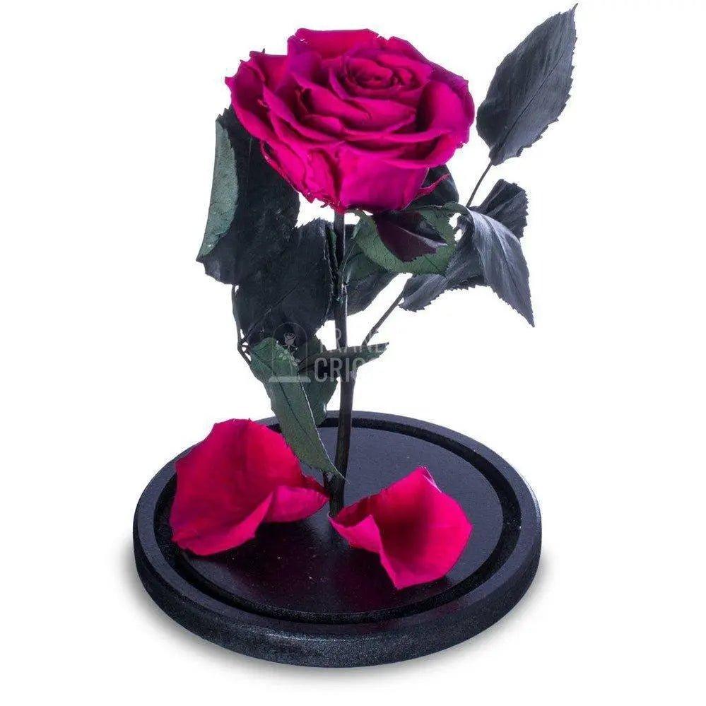 Trandafir Criogenat ciclam inchis Ø6,5cm in cupola sticla - Trandafir-Criogenat.ro