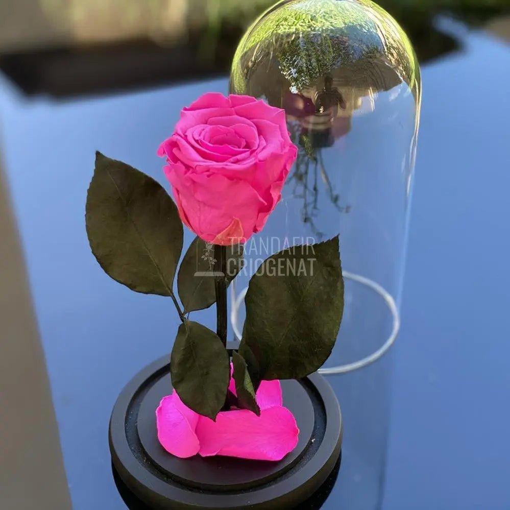 Trandafir Criogenat ciclam Ø6,5cm in cupola de sticla 10x20cm - Trandafir-Criogenat.ro