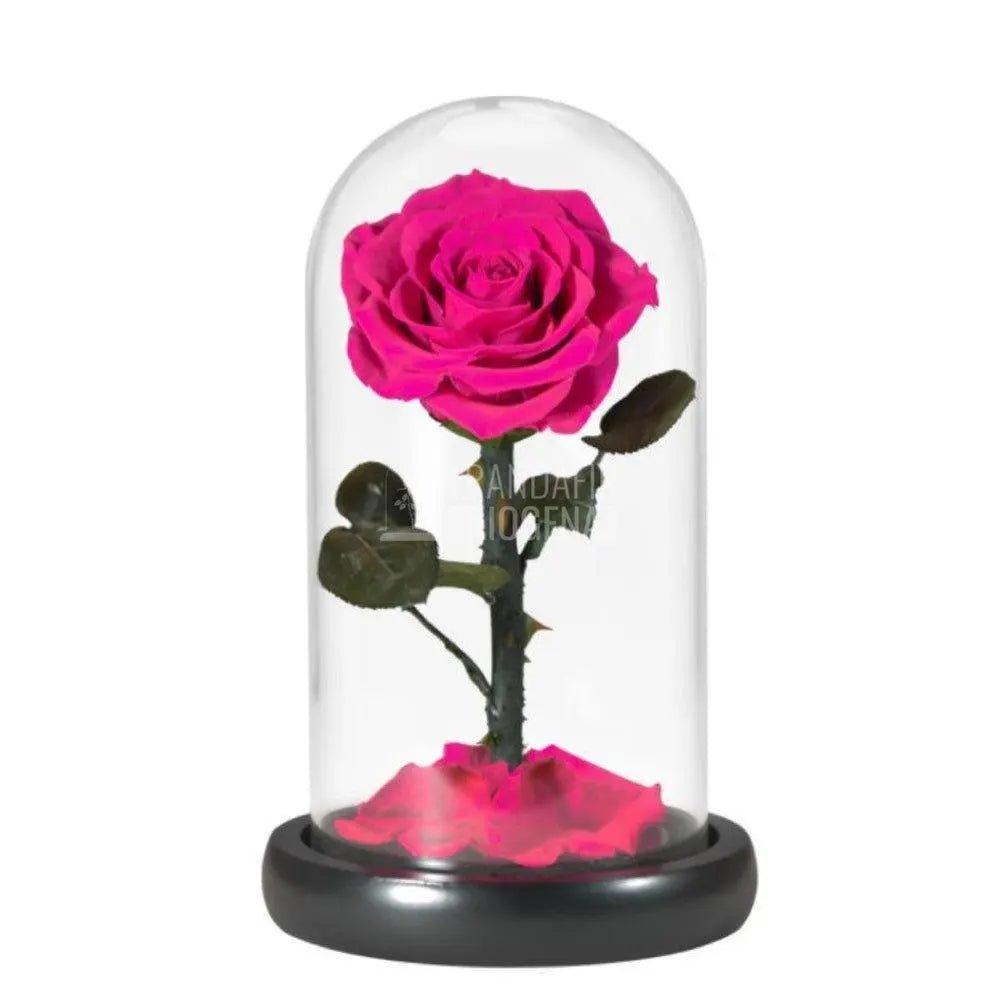 Trandafir Criogenat ciclam Ø8cm in cupola de sticla 12x25cm - Trandafir-Criogenat.ro