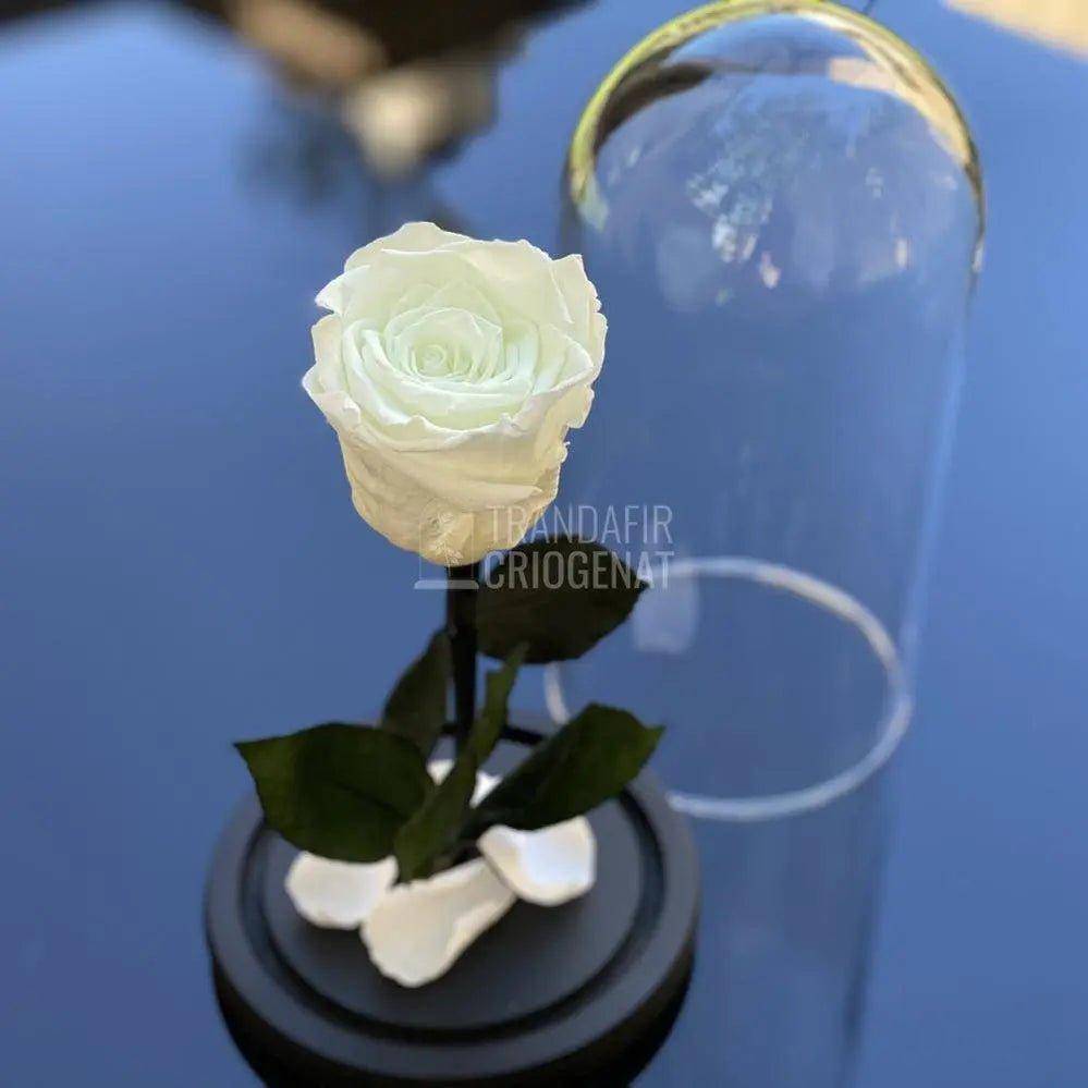 Trandafir Criogenat fosforescent verde, cupola 10x20cm - Trandafir-Criogenat.ro