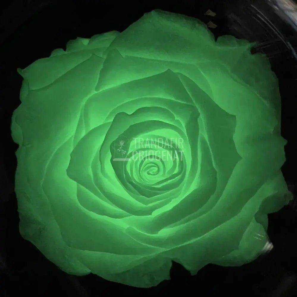 Trandafir Criogenat fosforescent verde, cupola 10x20cm - Trandafir-Criogenat.ro