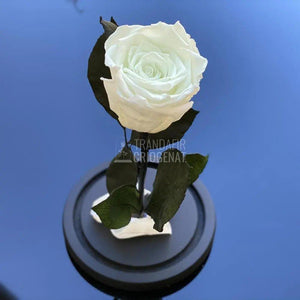 Trandafir Criogenat fosforescent verde, cupola 10x20cm - Trandafir-Criogenat.ro