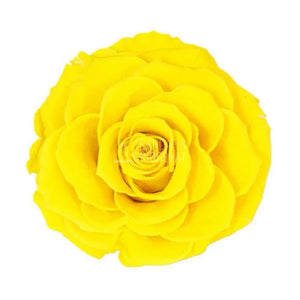 Trandafir Criogenat galben bella Ø8cm in cupola 12x25cm - Trandafir-Criogenat.ro