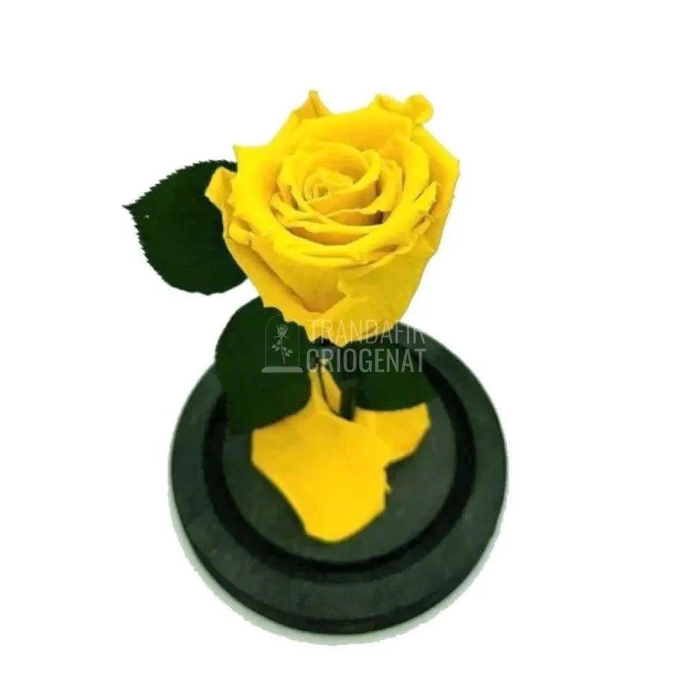 Trandafir Criogenat galben Ø6,5cm in cupola de sticla 12x25cm - Trandafir-Criogenat.ro