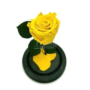 Trandafir Criogenat galben Ø6,5cm in cupola de sticla 12x25cm - Trandafir-Criogenat.ro