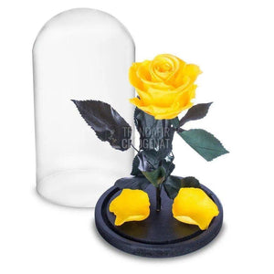 Trandafir Criogenat galben Ø6,5cm in cupola sticla 10x20cm - Trandafir-Criogenat.ro