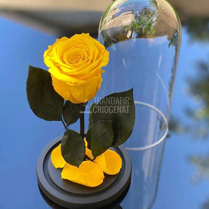 Trandafir Criogenat galben Ø6,5cm in cupola sticla 12x25cm - Trandafir-Criogenat.ro