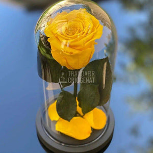 Trandafir Criogenat galben Ø6,5cm in cupola sticla 12x25cm - Trandafir-Criogenat.ro