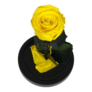 Trandafir Criogenat galben Ø6,5cm in cupola sticla, cu mesaj - Trandafir-Criogenat.ro