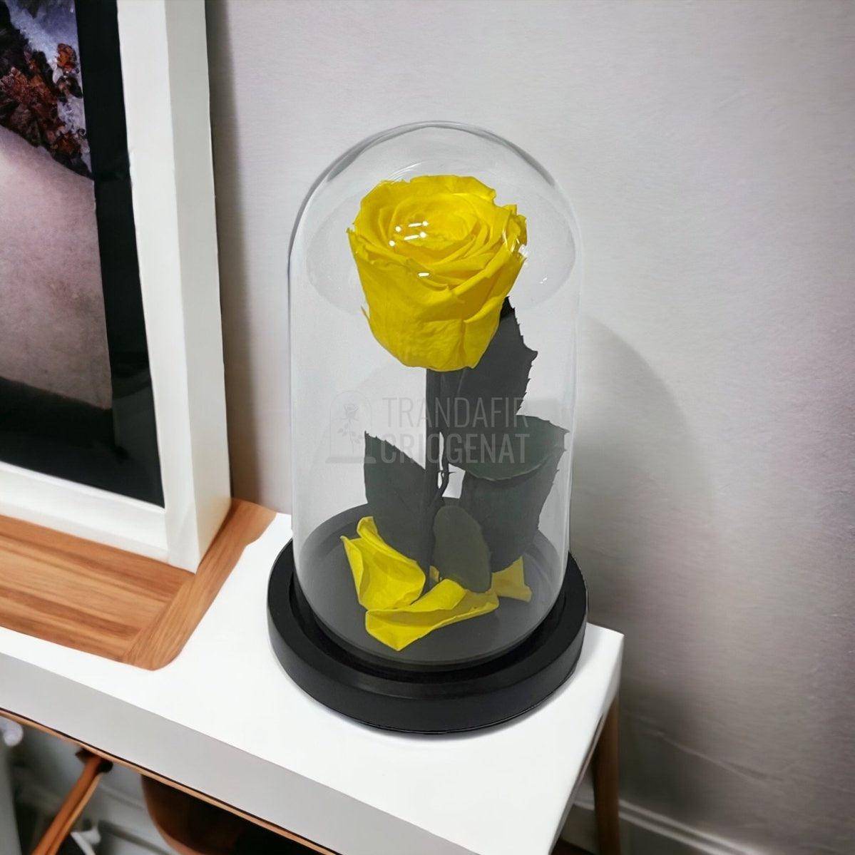 Trandafir Criogenat galben Ø6,5cm in cupola sticla, cu mesaj - Trandafir-Criogenat.ro