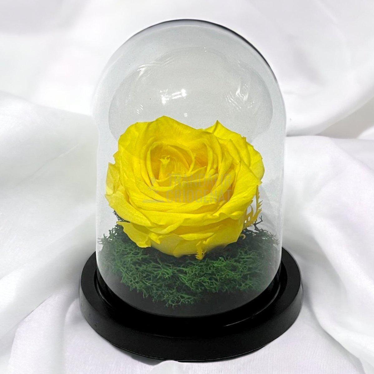 Trandafir Criogenat galben Ø8cm in cupola de sticla 10x15cm - Trandafir-Criogenat.ro