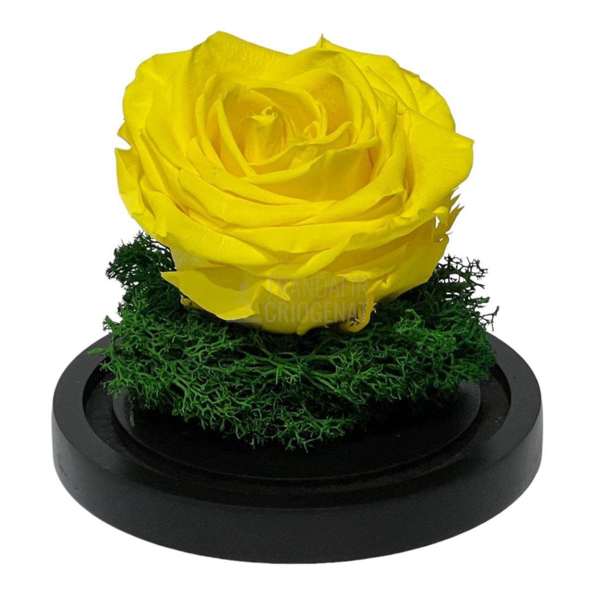 Trandafir Criogenat galben Ø8cm in cupola de sticla 10x15cm - Trandafir-Criogenat.ro