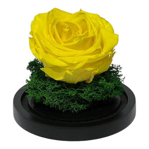 Trandafir Criogenat galben Ø8cm in cupola de sticla 10x15cm - Trandafir-Criogenat.ro