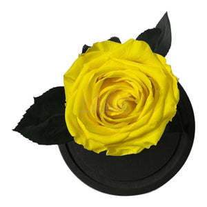 Trandafir Criogenat galben Ø8cm in cupola de sticla, cu mesaj - Trandafir-Criogenat.ro