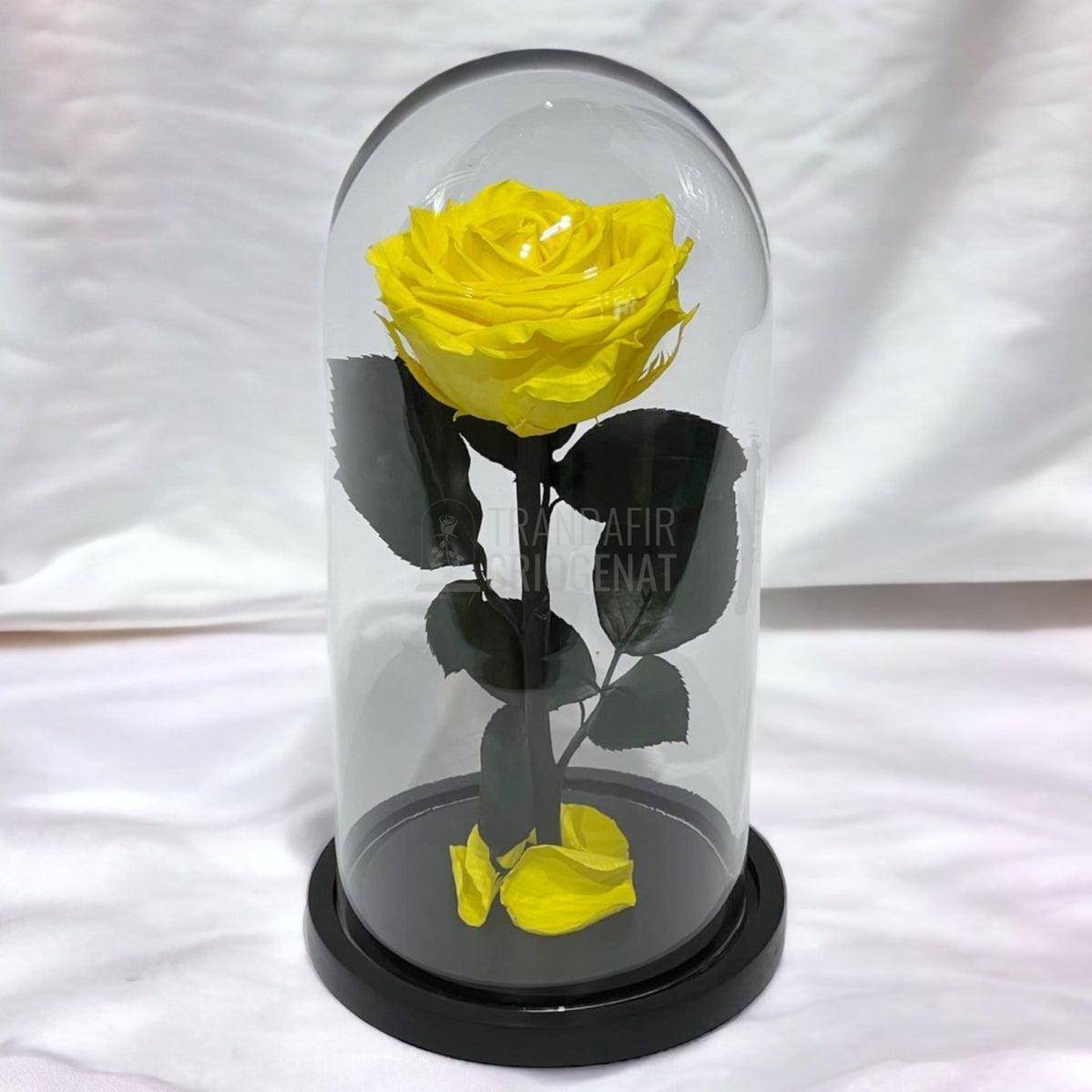 Trandafir Criogenat galben Ø8cm in cupola de sticla, cu mesaj - Trandafir-Criogenat.ro