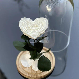 Trandafir Criogenat inima alb Ø9cm in cupola 12x25cm - Trandafir-Criogenat.ro