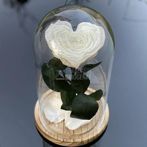 Trandafir Criogenat inima alb Ø9cm in cupola 12x25cm - Trandafir-Criogenat.ro