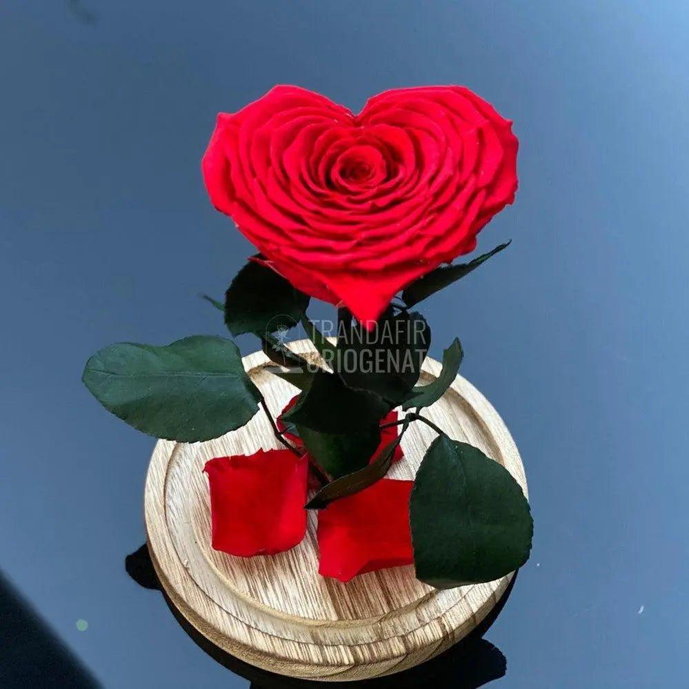 Trandafir Criogenat inima rosu Ø9cm in cupola 12x25cm - Trandafir-Criogenat.ro