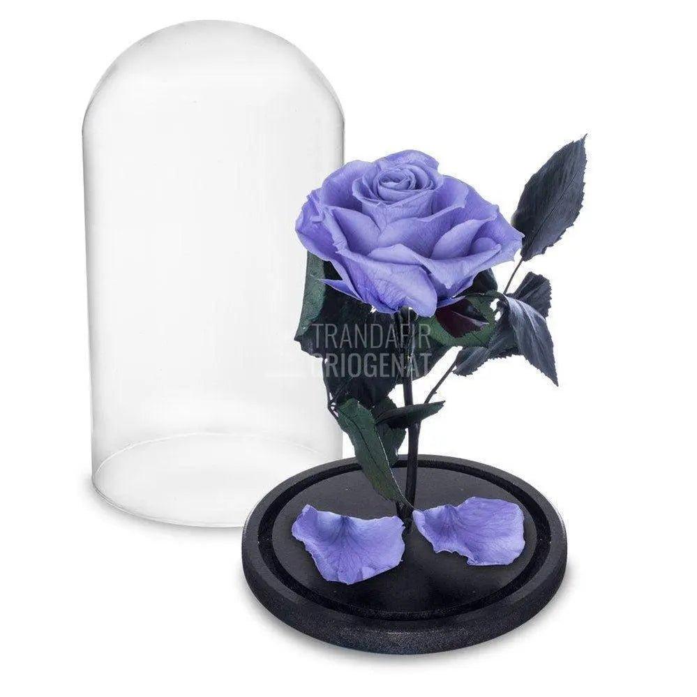 Trandafir Criogenat lila Ø6,5cm in cupola de sticla 10x20cm - Trandafir-Criogenat.ro