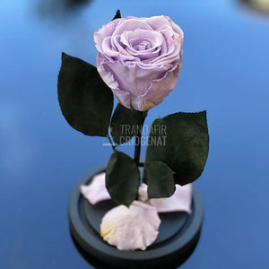 Trandafir Criogenat lila Ø6,5cm in cupola sticla marime 10x20cm - Trandafir-Criogenat.ro