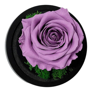 Trandafir Criogenat lila Ø8cm in cupola de sticla 10x15cm - Trandafir-Criogenat.ro