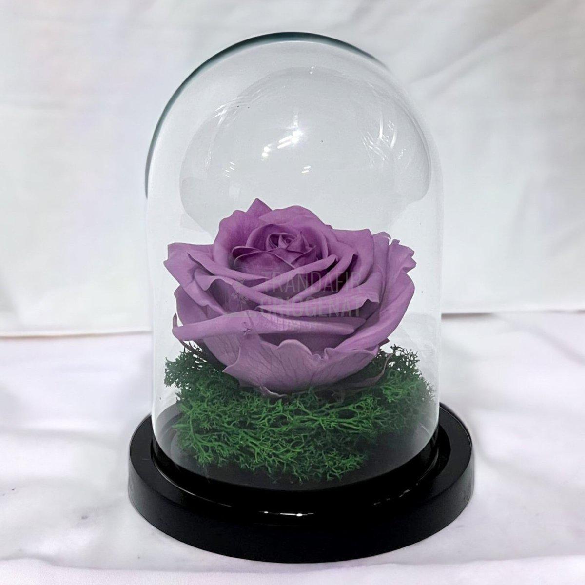 Trandafir Criogenat lila Ø8cm in cupola de sticla 10x15cm - Trandafir-Criogenat.ro