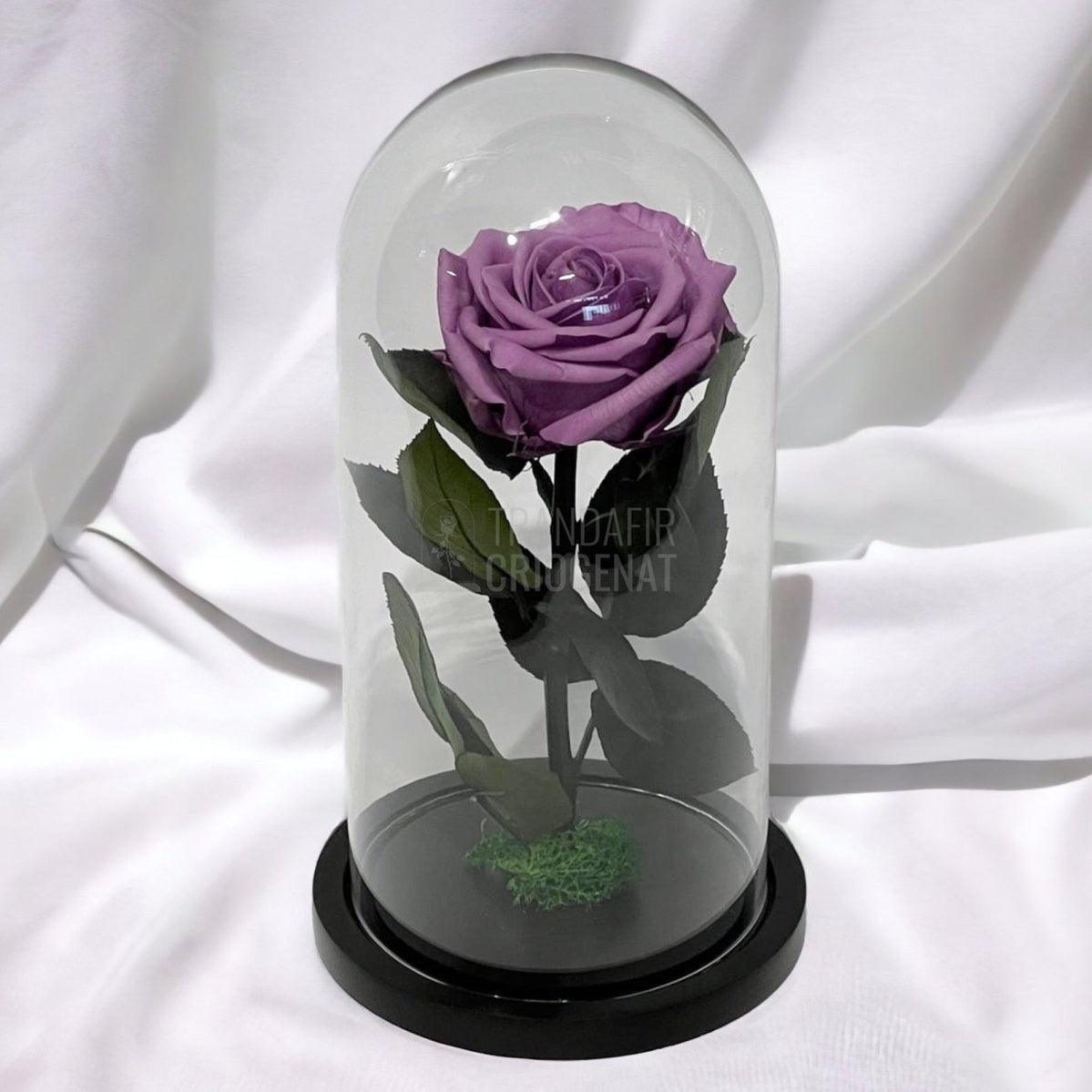 Trandafir Criogenat lila Ø8cm in cupola de sticla, cu mesaj - Trandafir-Criogenat.ro