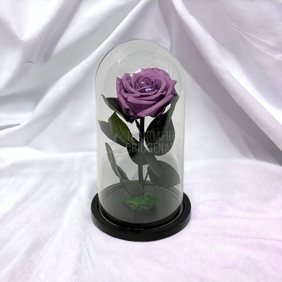 Trandafir Criogenat lila Ø8cm in cupola de sticla, cu mesaj - Trandafir-Criogenat.ro