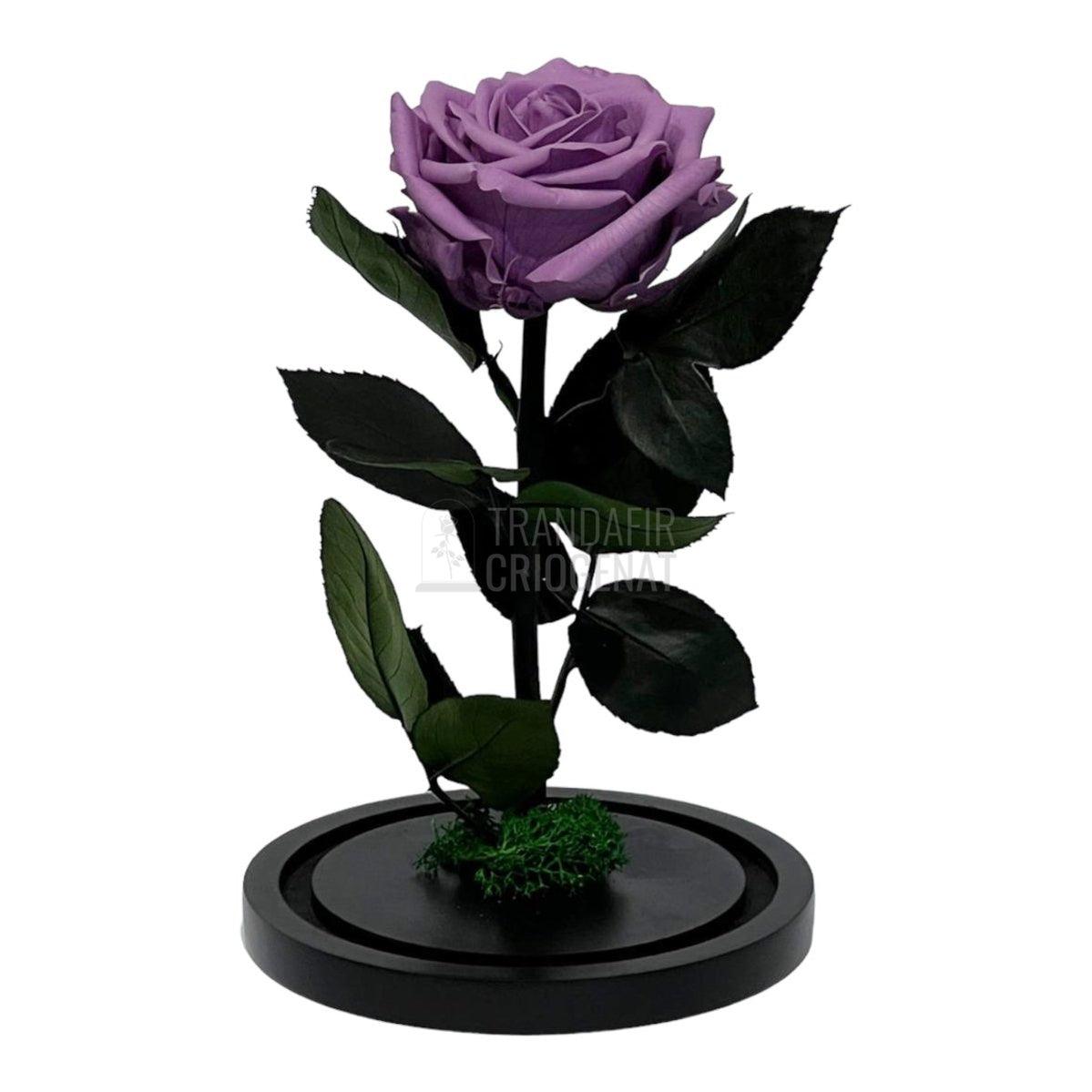 Trandafir Criogenat lila Ø8cm in cupola de sticla, cu mesaj - Trandafir-Criogenat.ro
