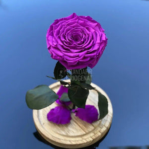 Trandafir Criogenat mov_1 Ø9,5cm in cupola de sticla 12x25cm - Trandafir-Criogenat.ro