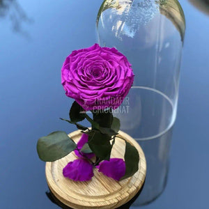 Trandafir Criogenat mov_1 Ø9,5cm in cupola de sticla 12x25cm - Trandafir-Criogenat.ro